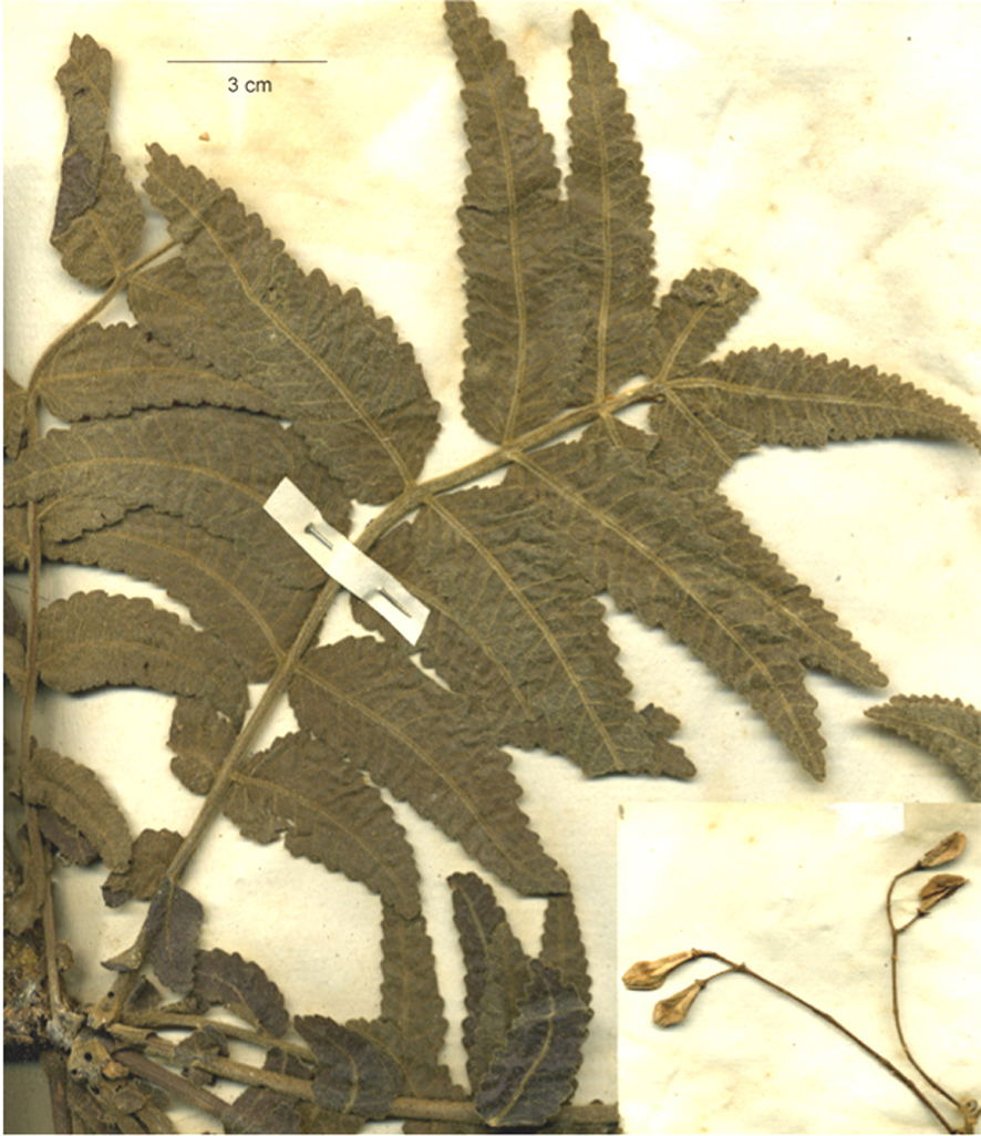 Boswellia papyrifera botanical reference